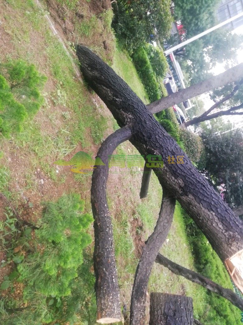 图书馆比腰部的树被大风连根拔起,这粗的树根基应该很深了,不应(已
