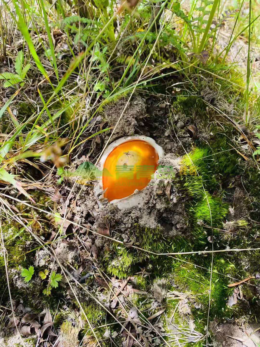 鹅蛋菌