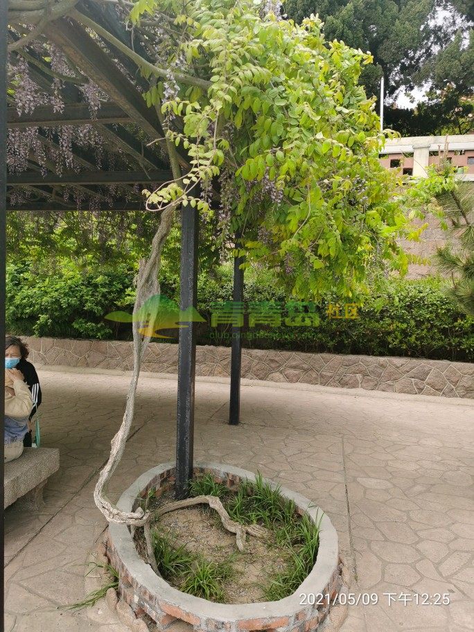 青岛市海底世界附近的这两颗藤树,根都快要烂断了,可是叶子依然