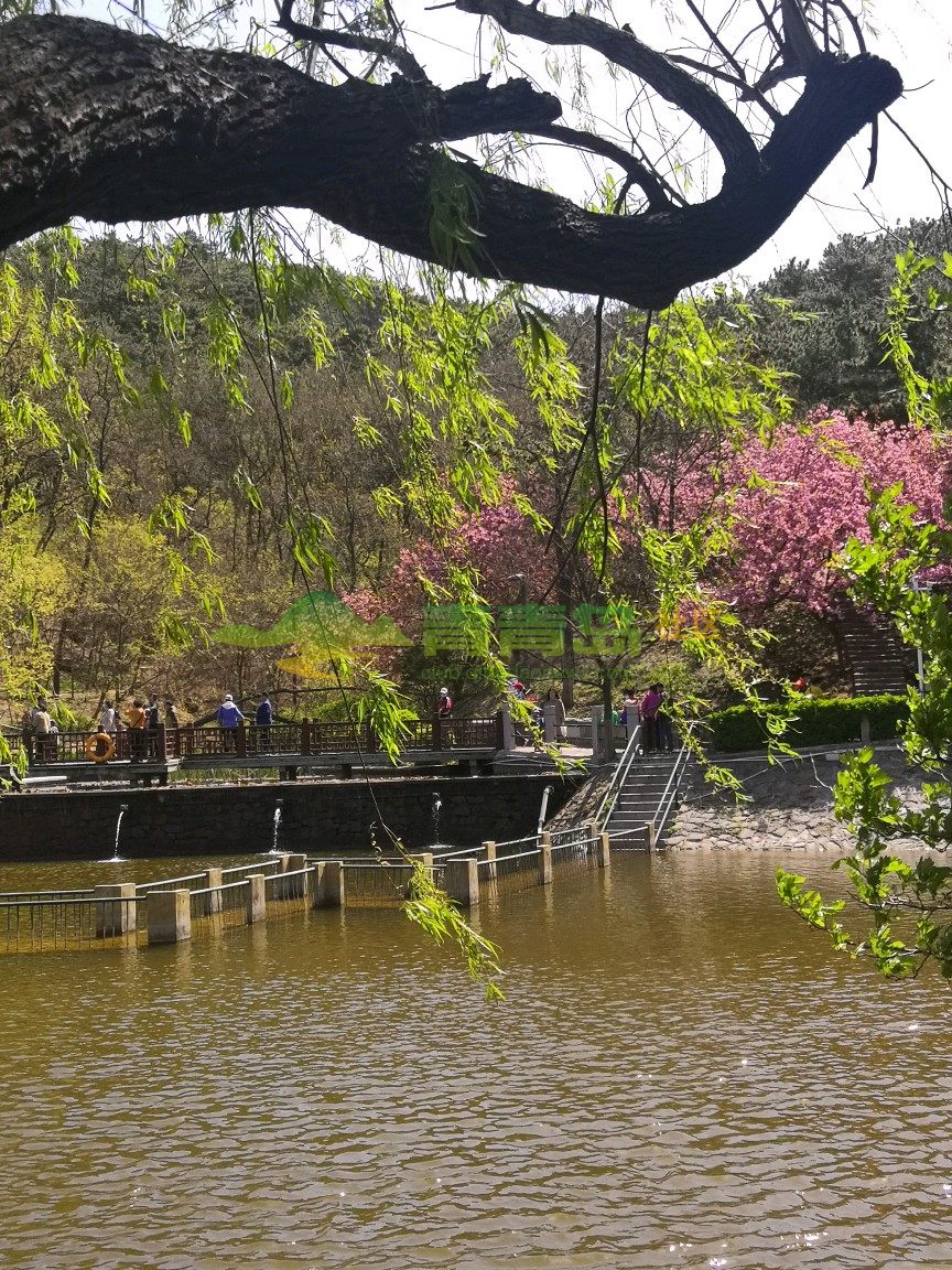 青岛北岭山森林公园,以森林生态资源为依托,是综合性城市中森林