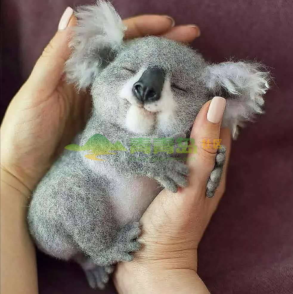 澳洲大火劫后余生的小考拉太可爱了吧!