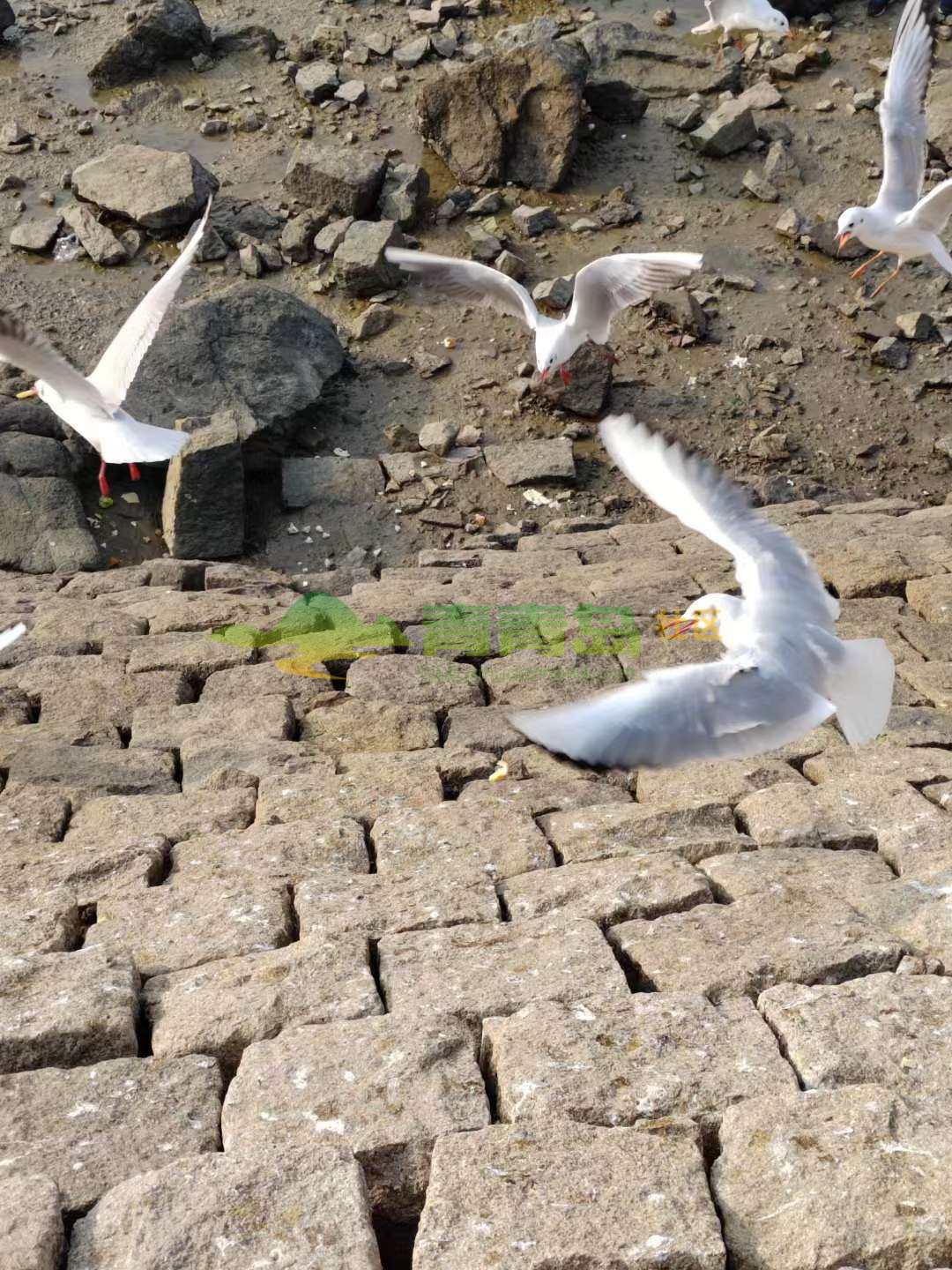 1753288270